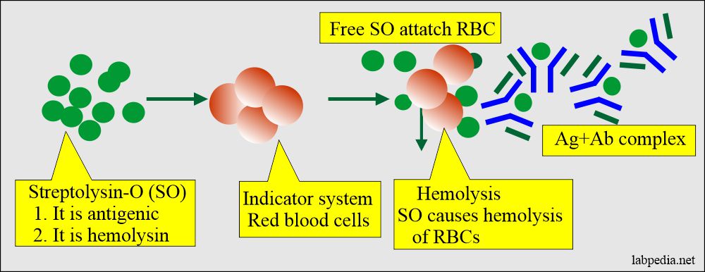 SO causes hemolysis of indicator system RBCs