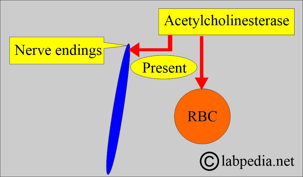Acetylcholinesterase present on sites