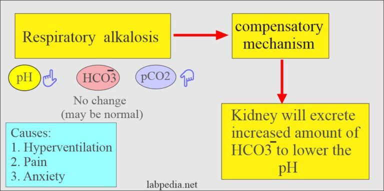 Acid-base Balance:- Part 3 – Respiratory Acidosis and Respiratory ...