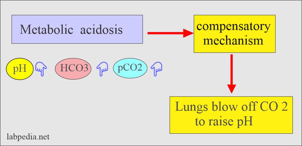 Acid-Base Balance:- Part 4 – Arterial Blood gases (Blood Gases), Acid ...