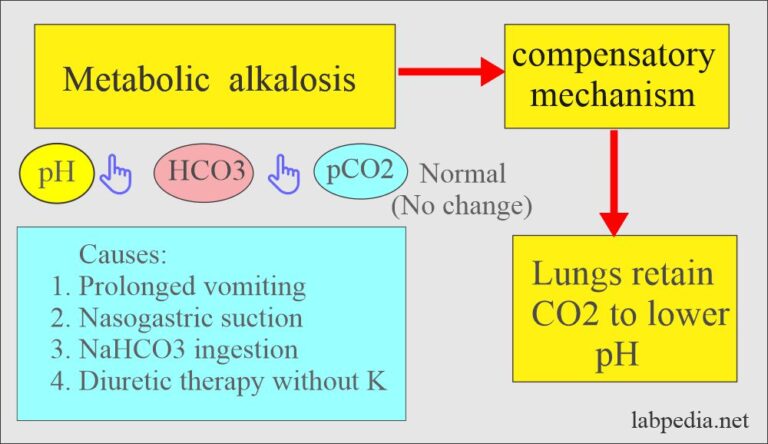 Acid-Base Balance:- Bicarbonate level (HCO3-)