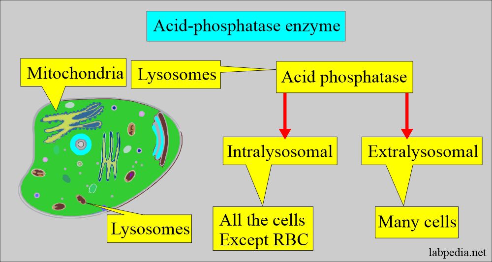 Diagnostic Value of Various Enzymes: Acid phosphatase enzyme