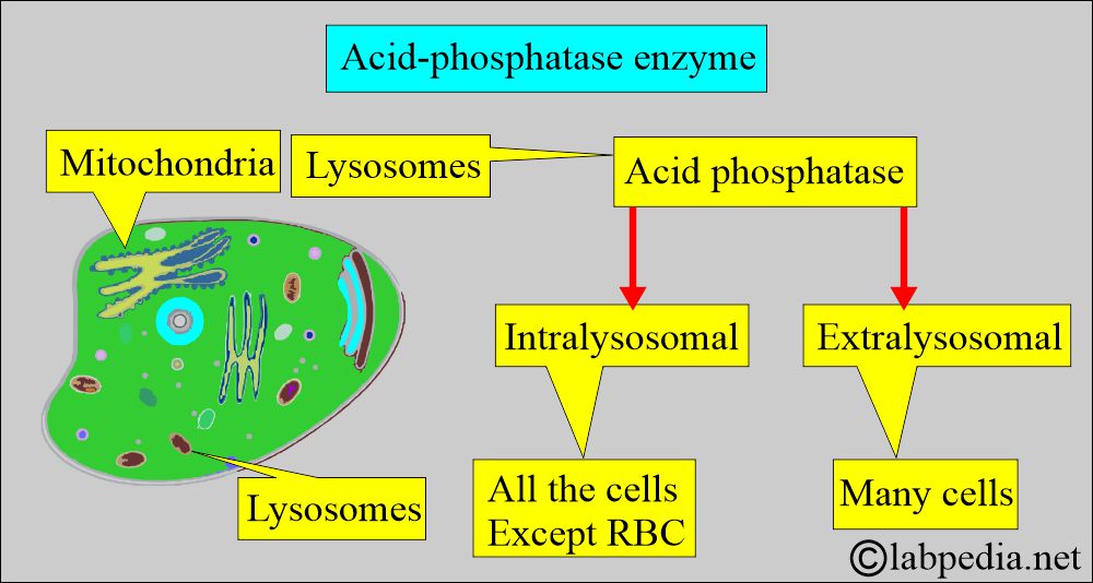 Acid phosphatase lysosomal distribution