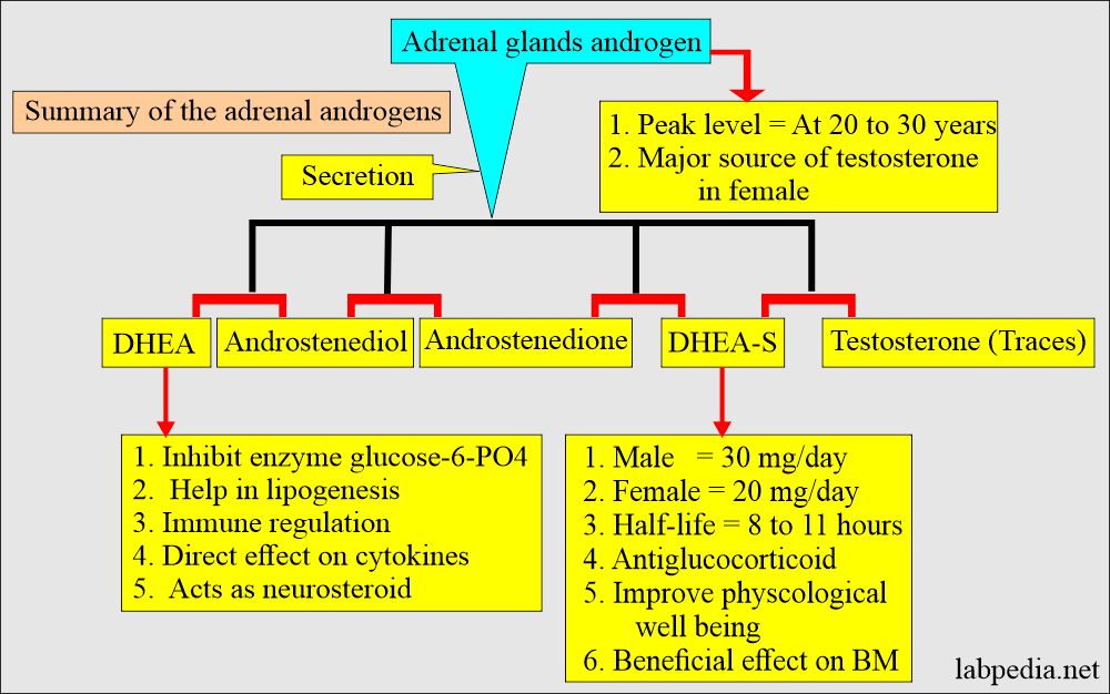 Androgens: Adrenal androgens summary
