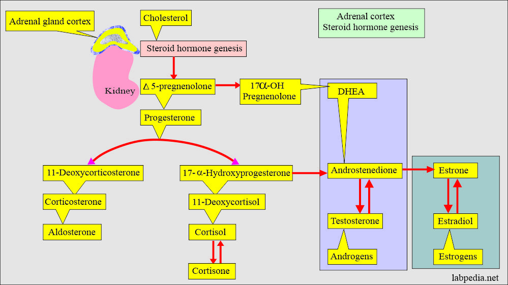 Adrenal cortex hormone formation