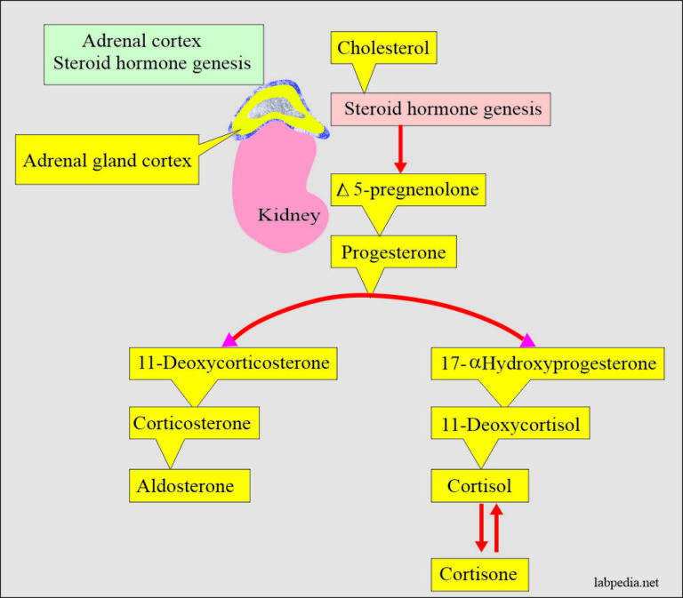 suppressed adrenal gland hormone production