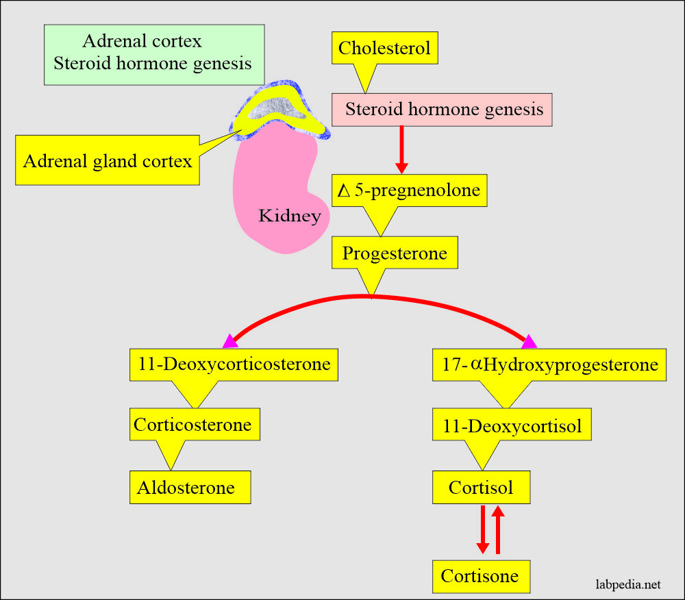adrenal glands hormones