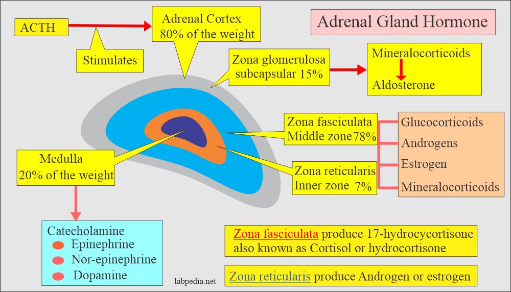 Adrenal gland hormones