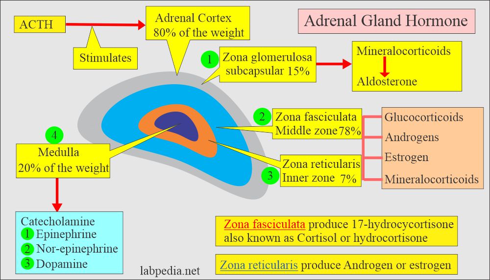 when do adrenal glands secrete hormones