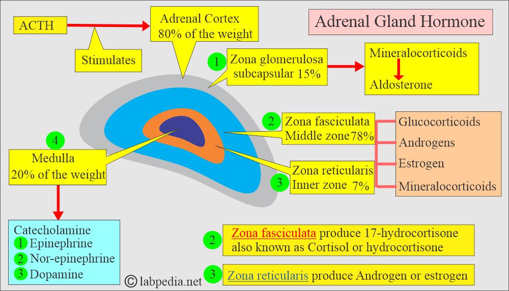 Adrenal gland hormones