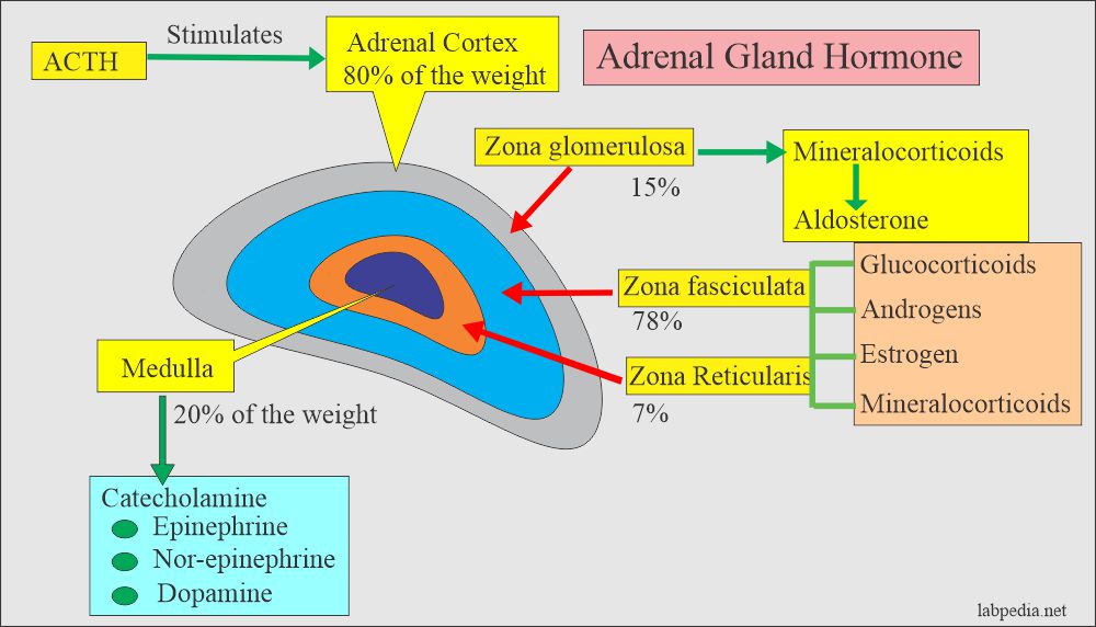 adrenal gland hormones produced