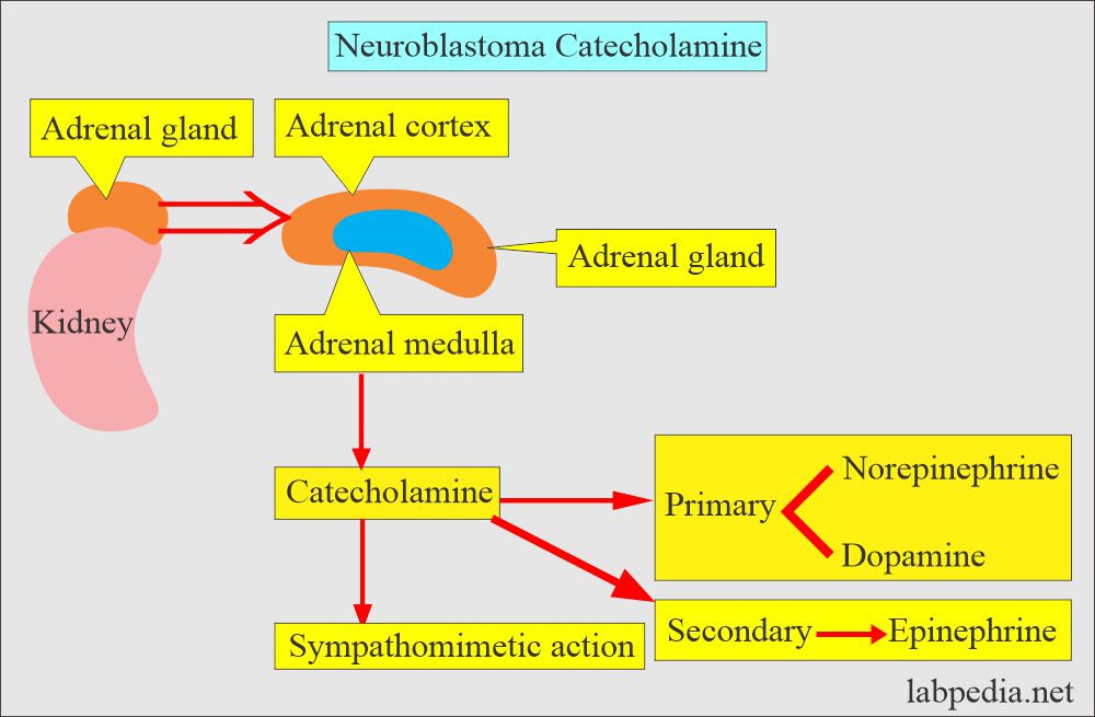 Adrenal glands catecholamine