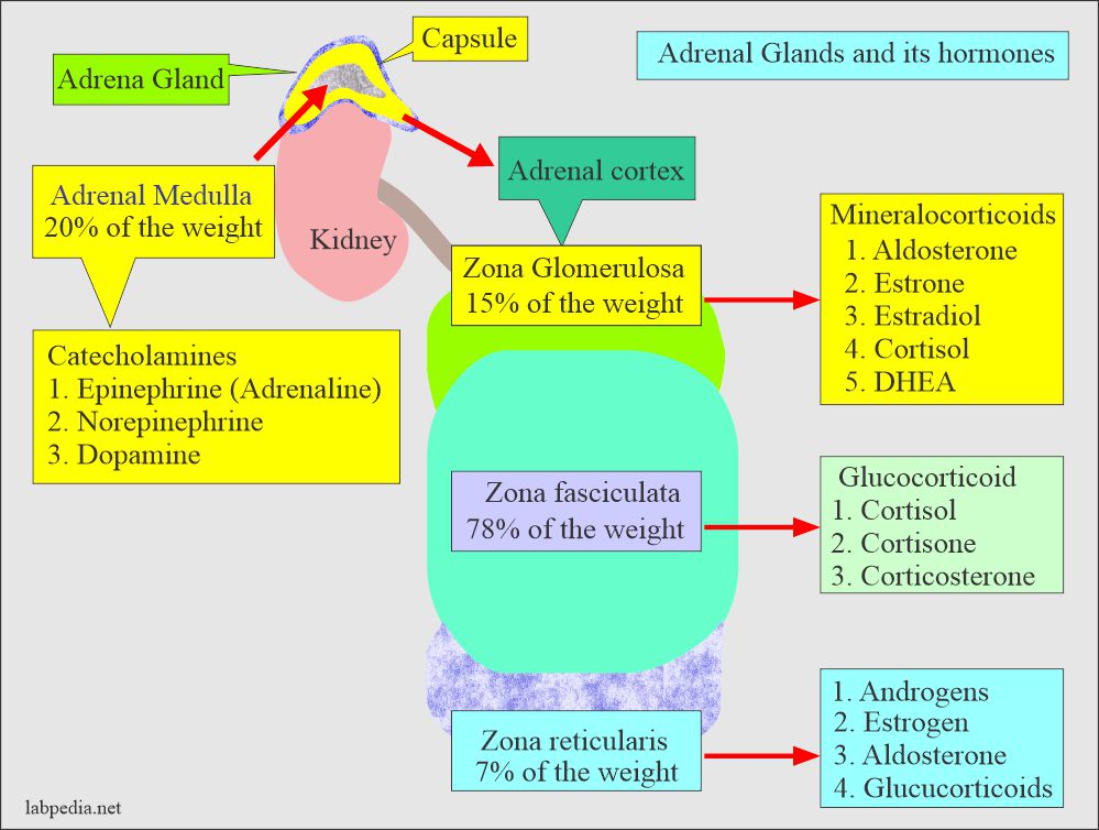 what hormone does the adrenal gland release