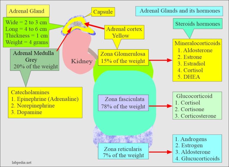 adrenal gland hormones