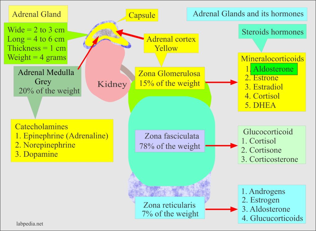 extra adrenal effect of the adrenal cortex