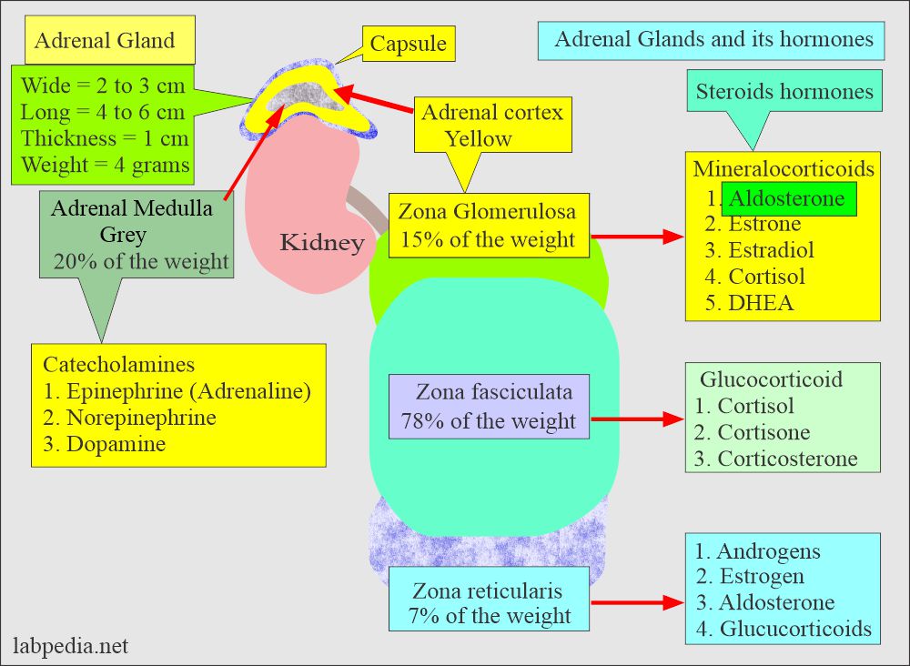 Adrenal glands hormones and their function