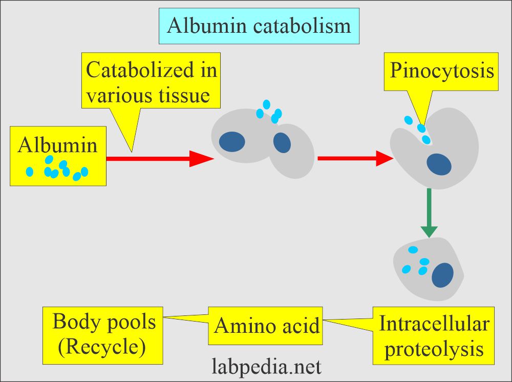 Albumin catabolism