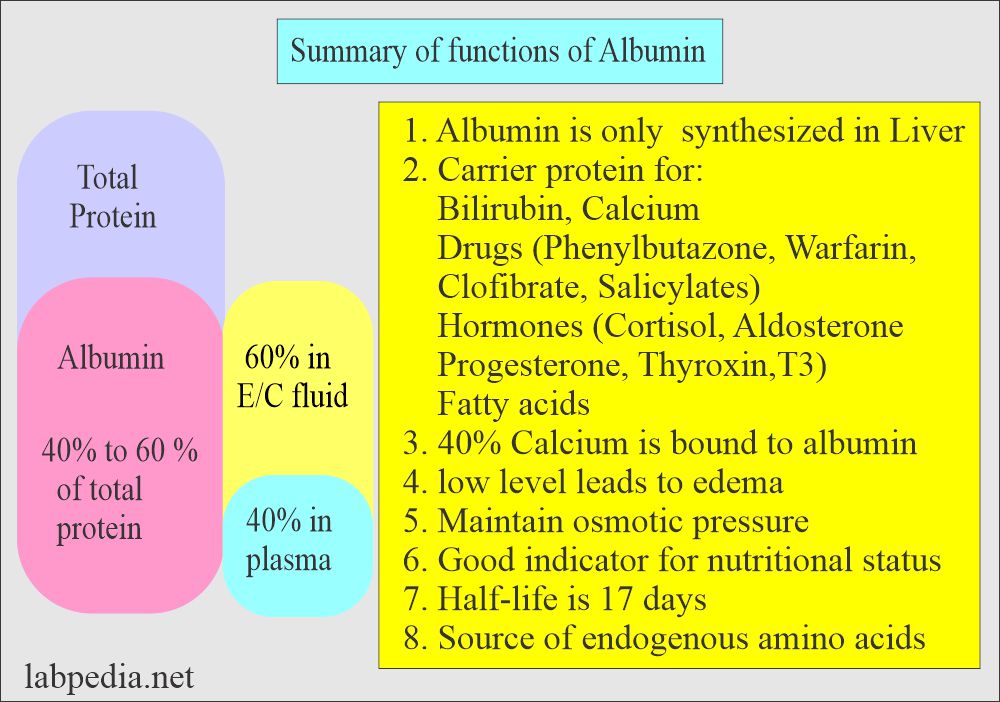 Albumin functions