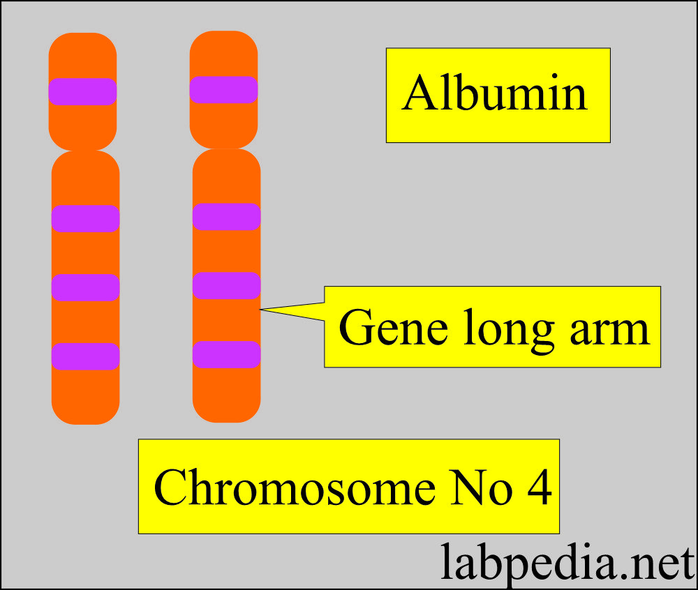 Albumin gene location