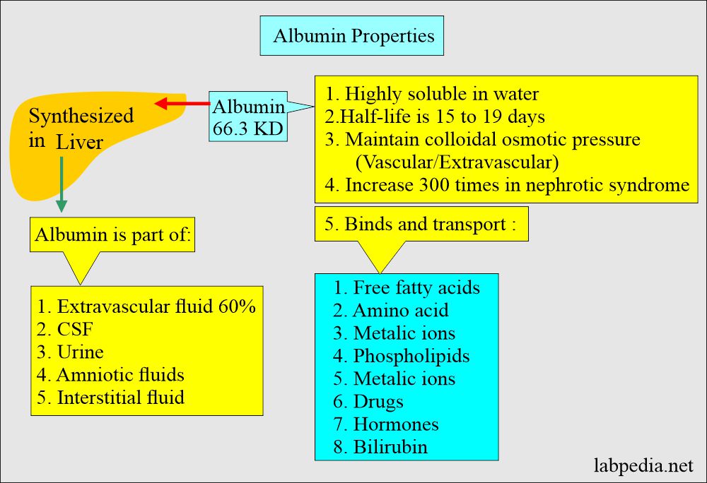 Albumin properties (Functions)