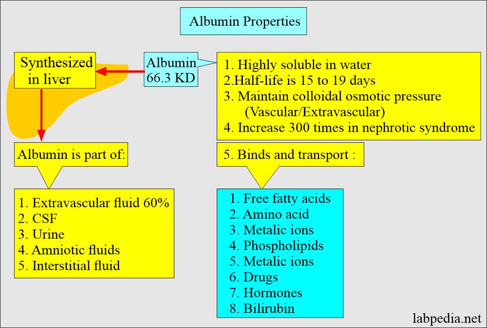 Albumin properties