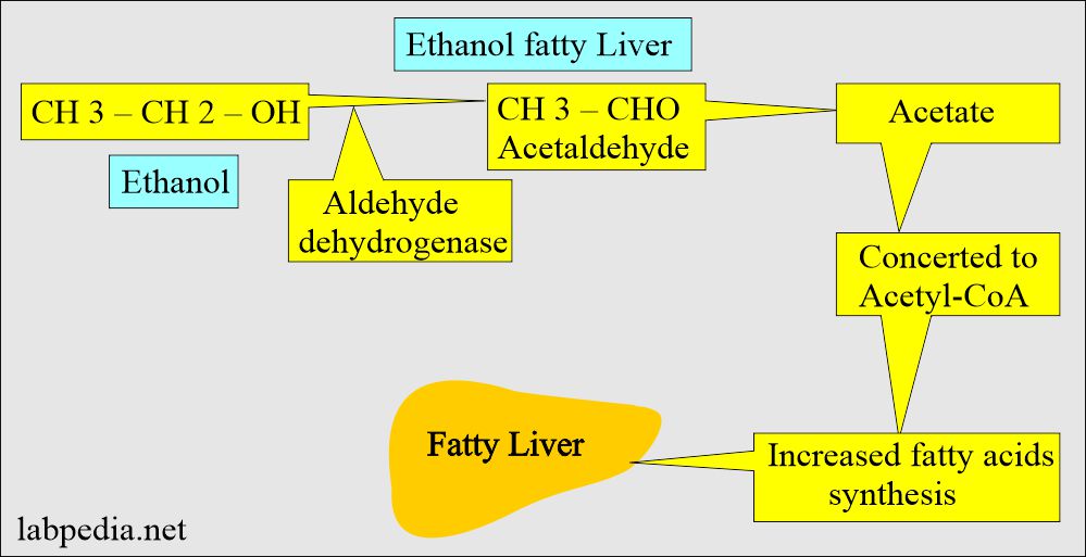 Ethyl alcohol (Ethanol): Alcohol damage leads to fatty liver