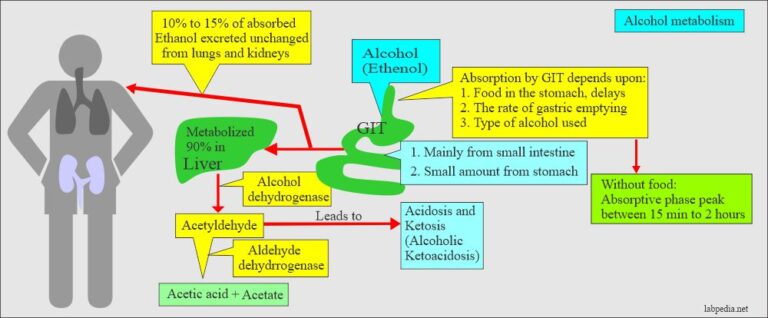 Alcohols: Ethyl Alcohol (Ethanol), Methanol, Isopropanol, And Ethylene ...