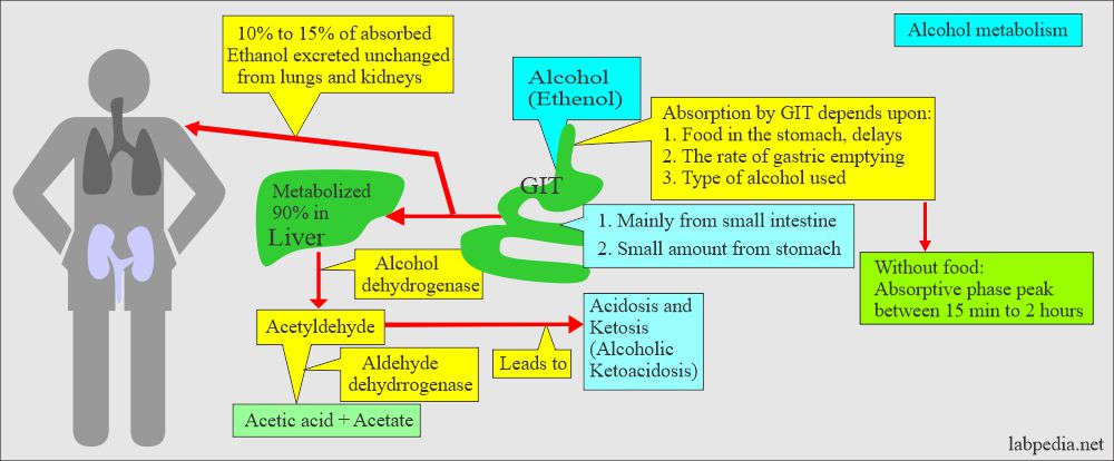 Ethyl alcohol (Ethanol): Alcohol metabolism 