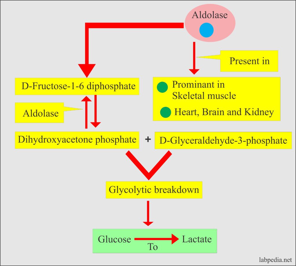 Aldolase level, and Its Significance