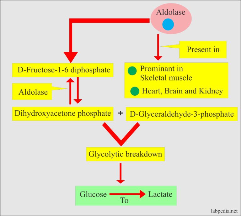 Aldolase level, and Its Significance - Labpedia.net