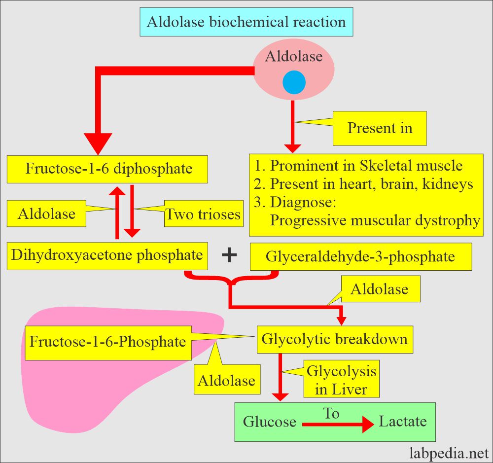 Aldolase biochemical reaction