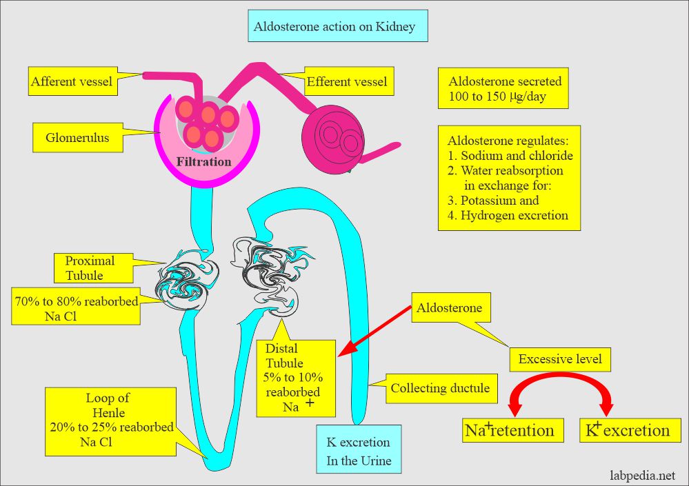 Aldosterone and role of kidneys