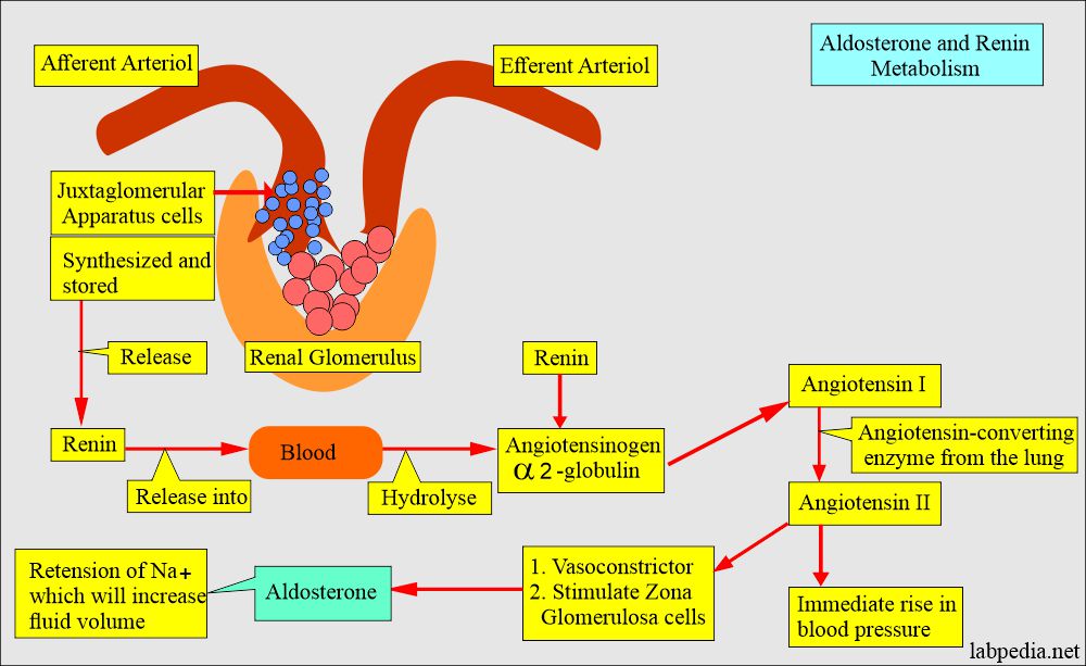 Aldosterone-angiotensin renin cycle