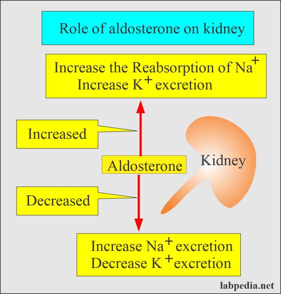 Aldosterone And Antidiuretic Hormone Adh