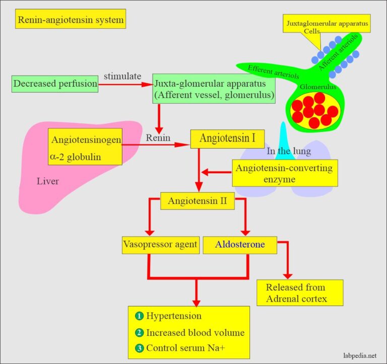 aldosterone-and-renin-angiotensin-system-labpedia