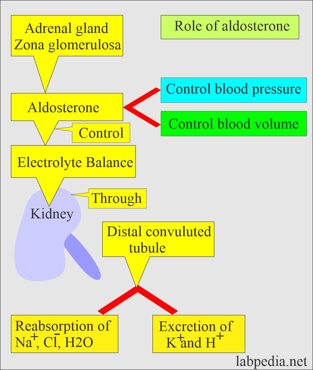 Aldosterone role for BP and electrolytes