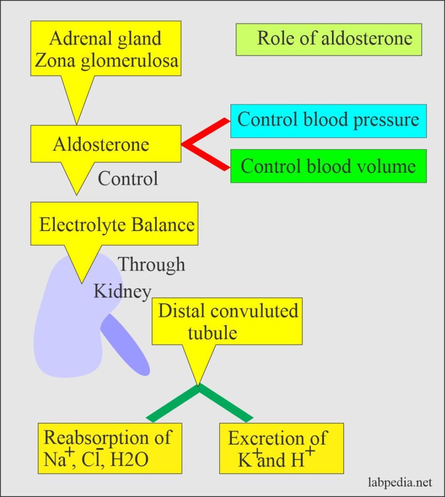 aldosterone-and-renin-angiotensin-system-labpedia