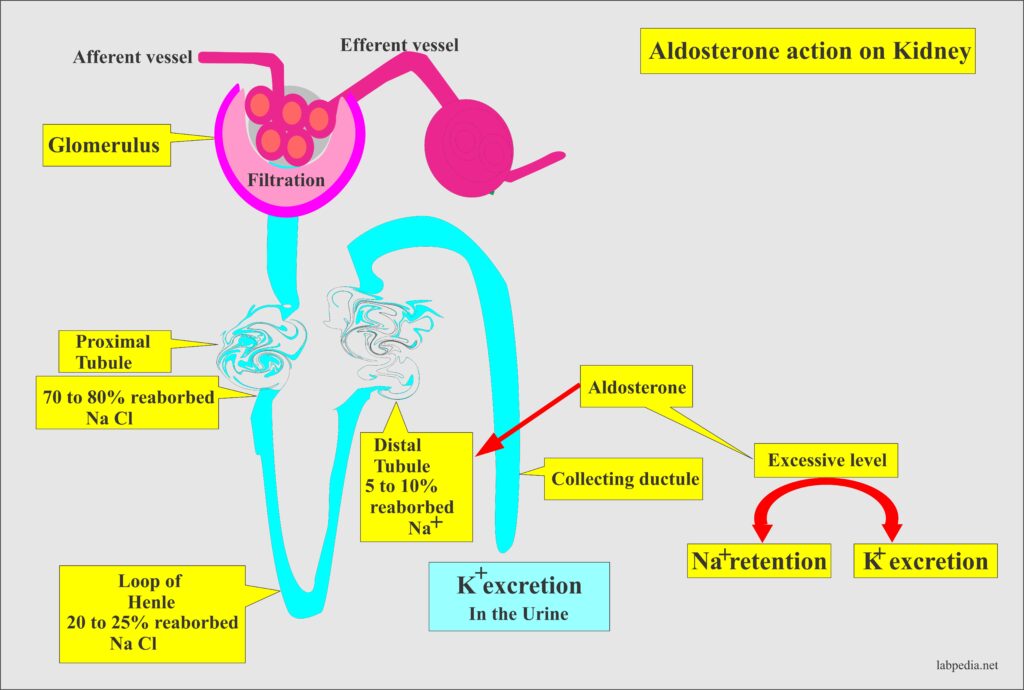 Aldosterone And Renin-Angiotensin System - Labpedia.net