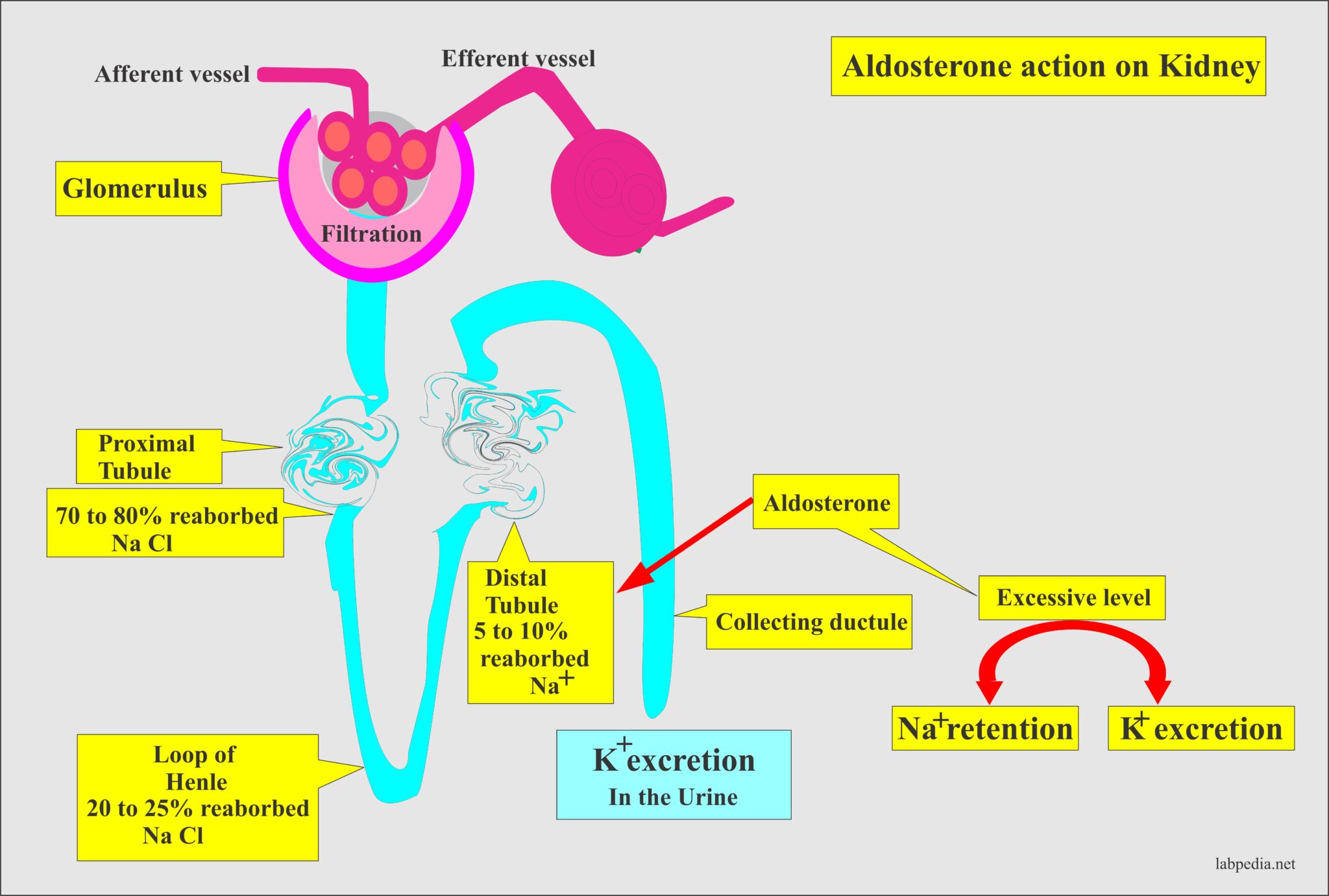 what is the purpose of the renin angiotensin aldosterone mechanism