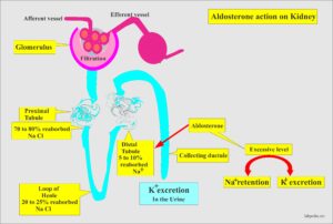 Aldosterone and Renin-Angiotensin System - Labpedia.net