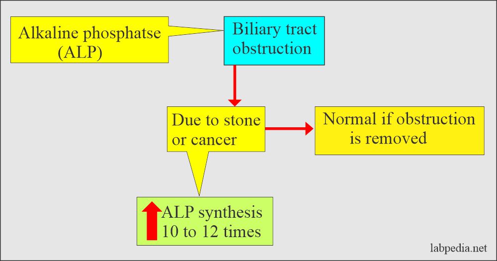 Alkaline Phosphatase ALP 