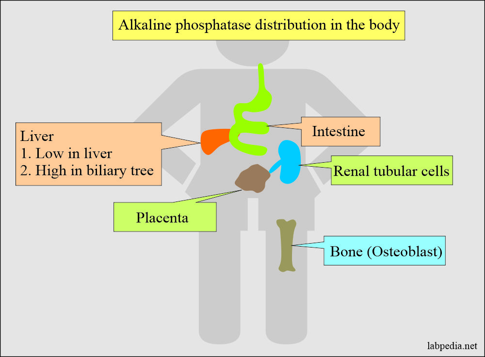 Tumor Markers: Alkaline phosphatase distribution in the body