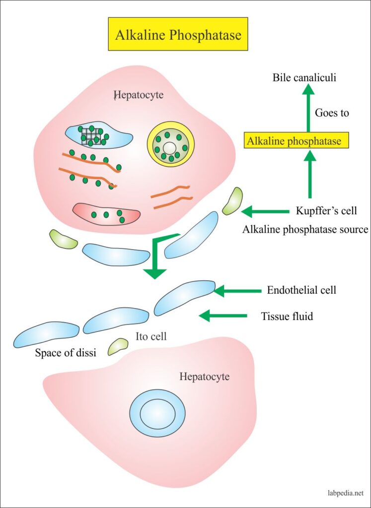 alkaline-phosphatase-level-alp-labpedia