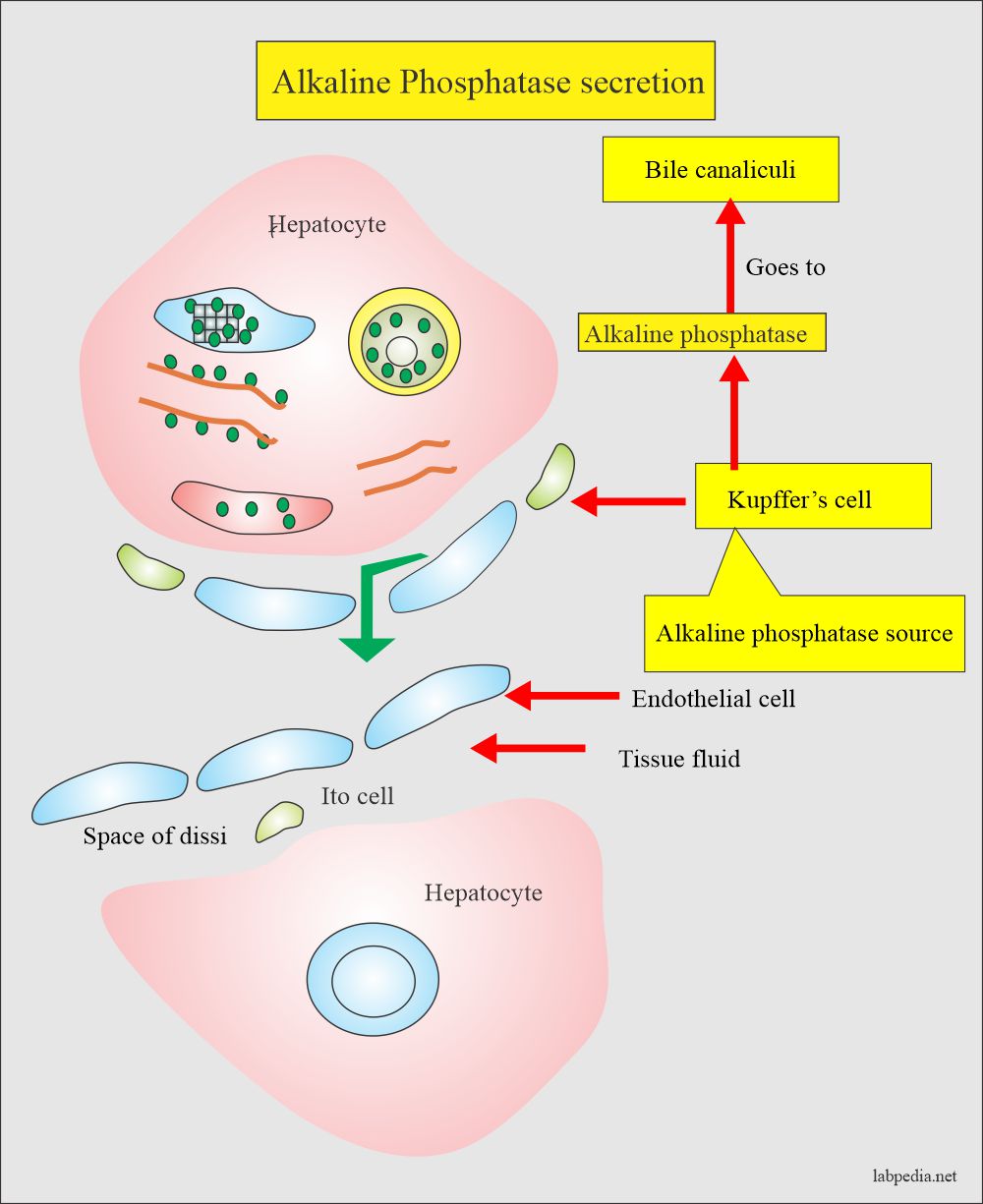 Alkaline phosphatase secretion in bile
