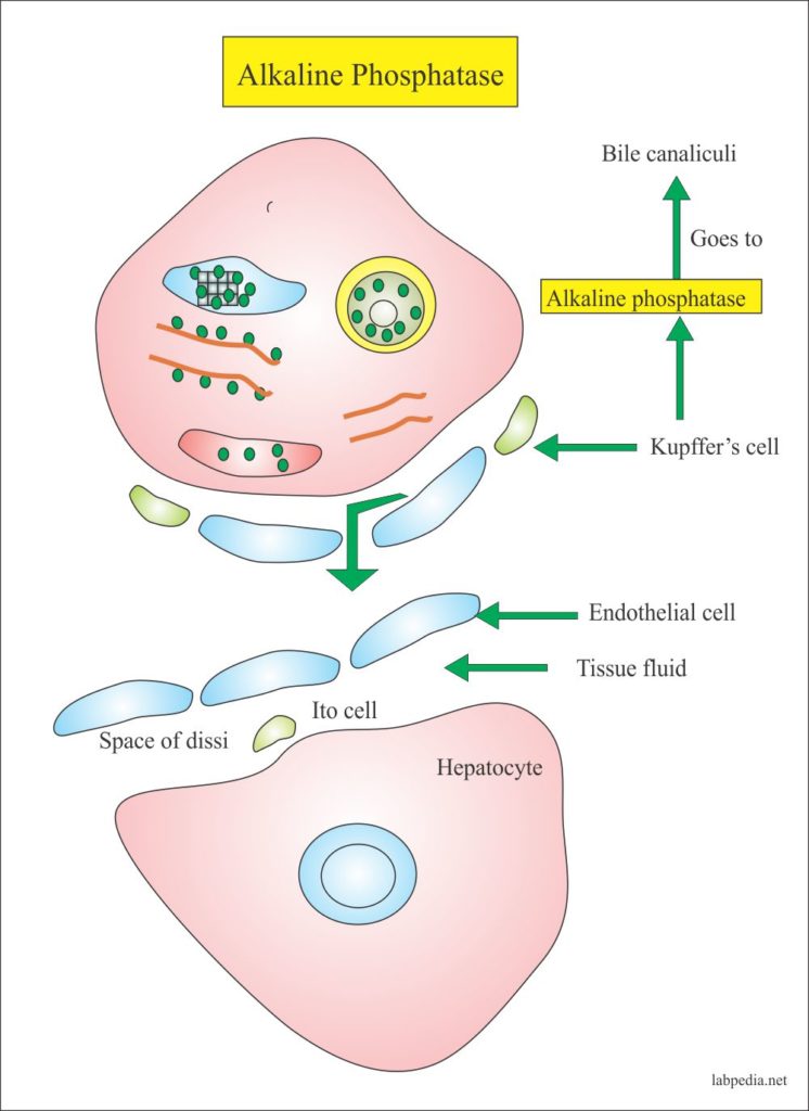 What Is Liver Function Test Serum Alkaline Phosphatase