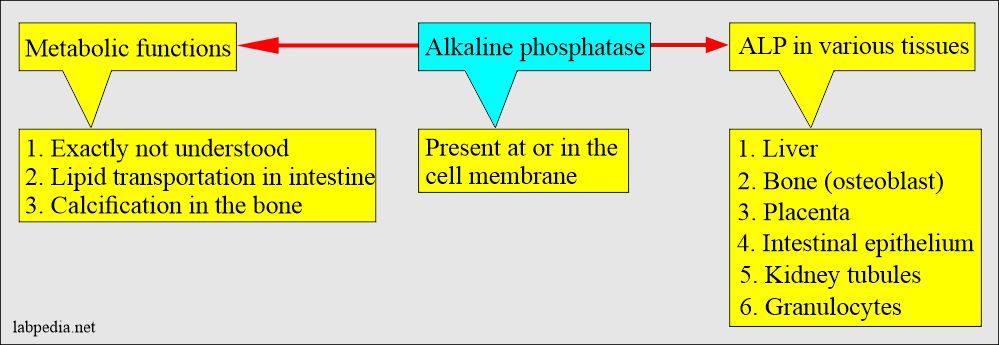 Alkaline phosphatase in tissue