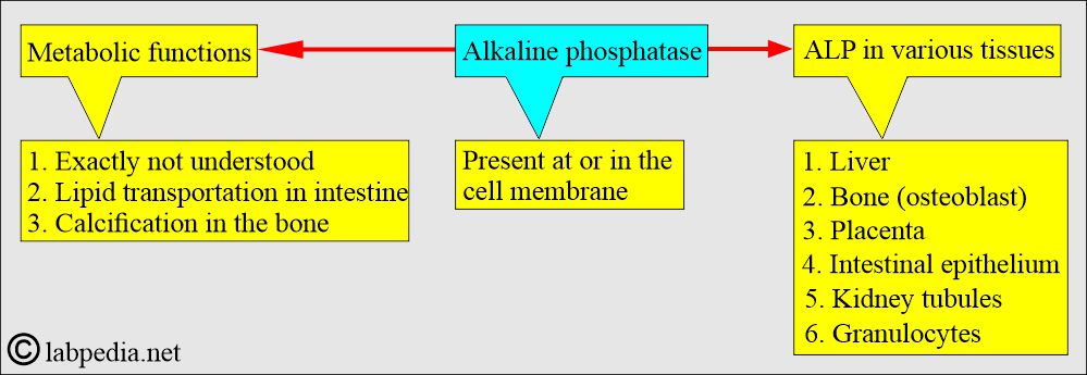 Alkaline phosphatase distribution in the tissue Alkaline phosphatase distribution in the tissue