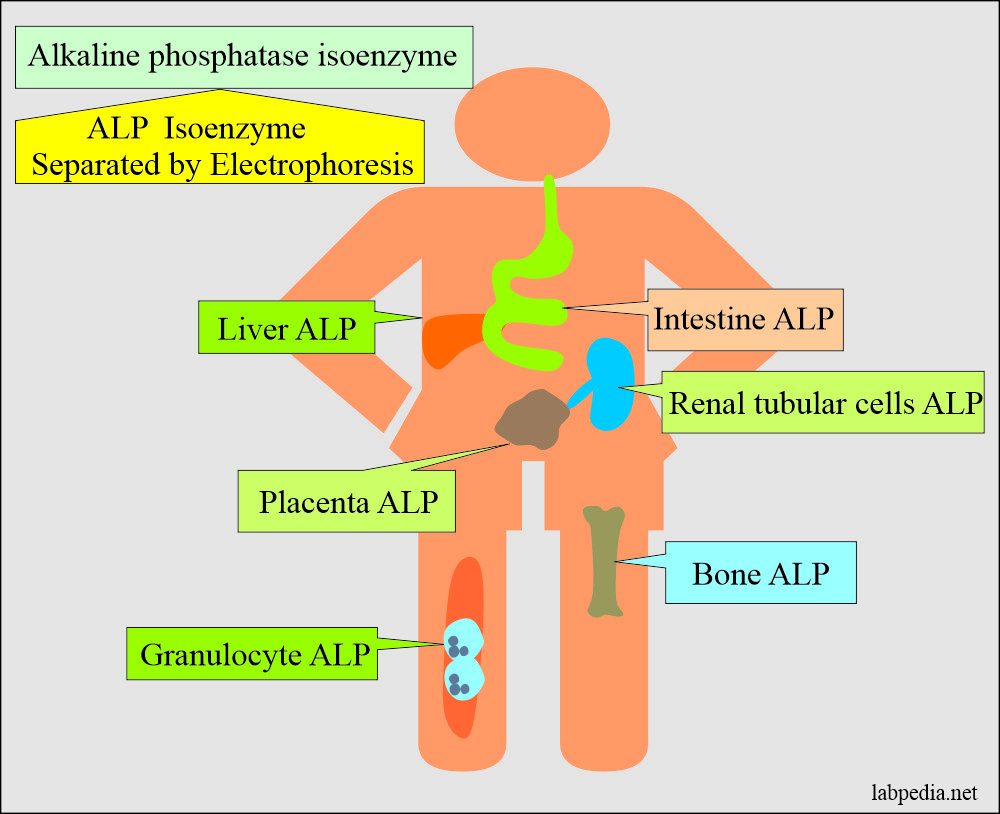 Alkaline phosphatase isoenzyme 