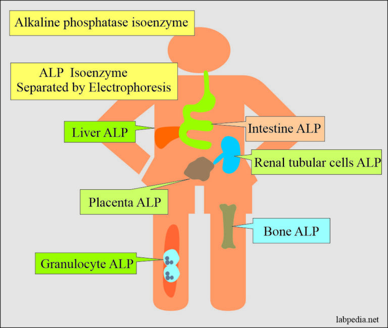 Elegantes Was Sind Alkalische Phosphatase Bild