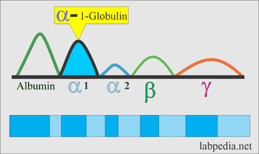 Increased alpha-1-globulin